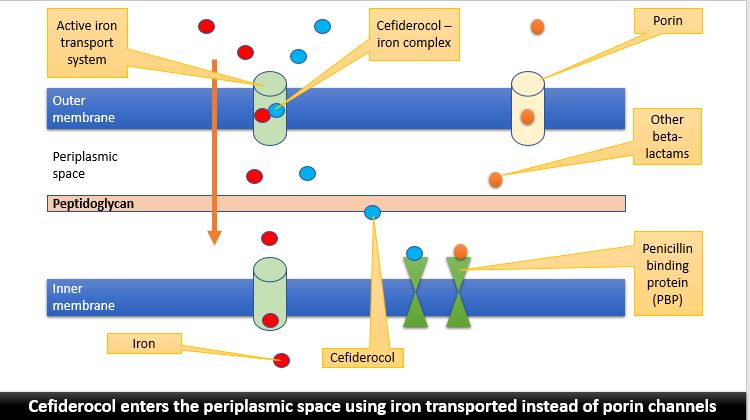 Active iron
transport
system
Outer
membrane
Periplasmic
space
ido
Inner
membrane
n
Iron
Cefiderocol —
iron complex
derocol
Porin
Other
beta-
lactams
Penicillin
binding
protein
(PBP)
Cefiderocol enters the periplasmic space using iron transported instead of porin channels